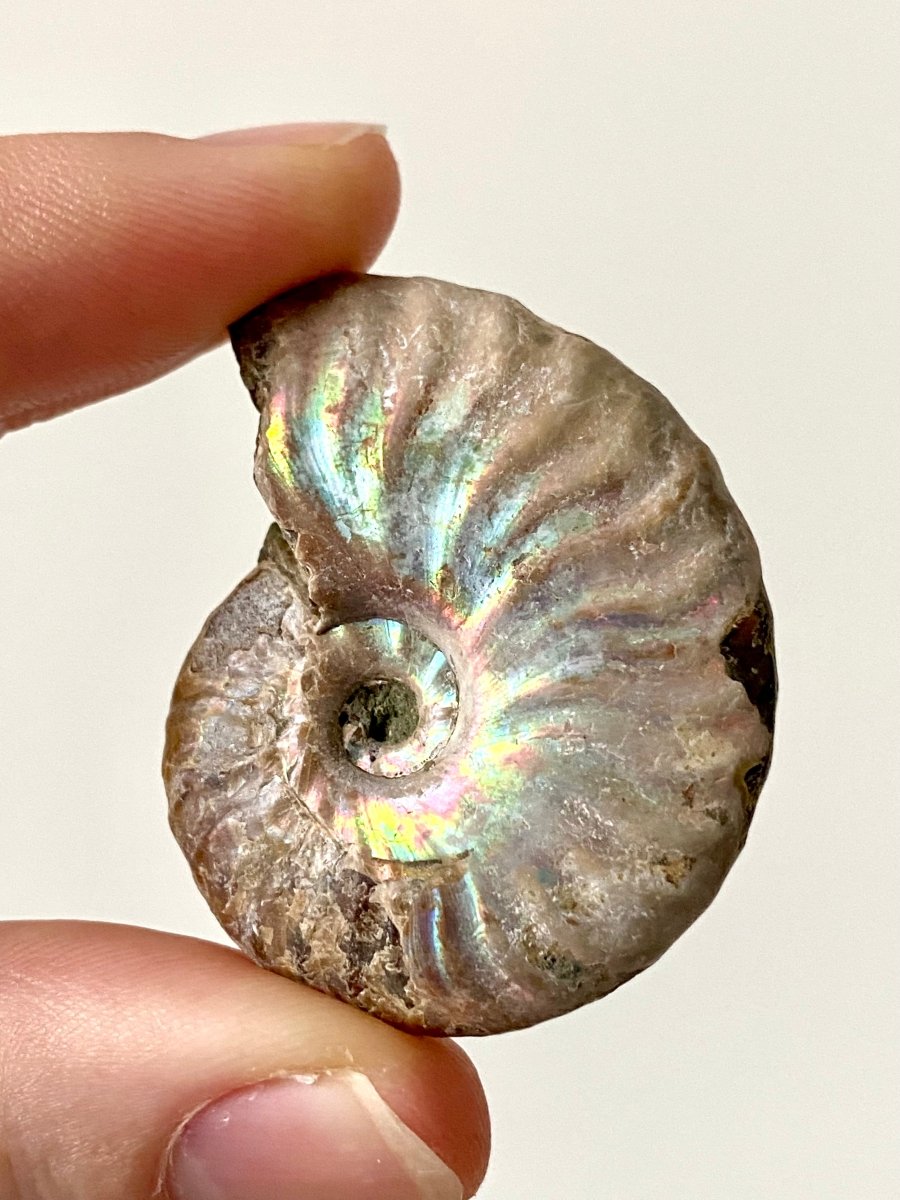 1.76" Small Iridescent Ammonite fossil from Madagascar - FossilsAndMore