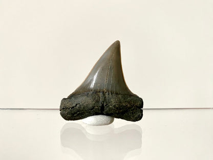 1.78" C. Hastalis fossil shark tooth - FossilsAndMore