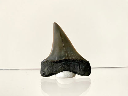 1.78" C. Hastalis fossil shark tooth - FossilsAndMore