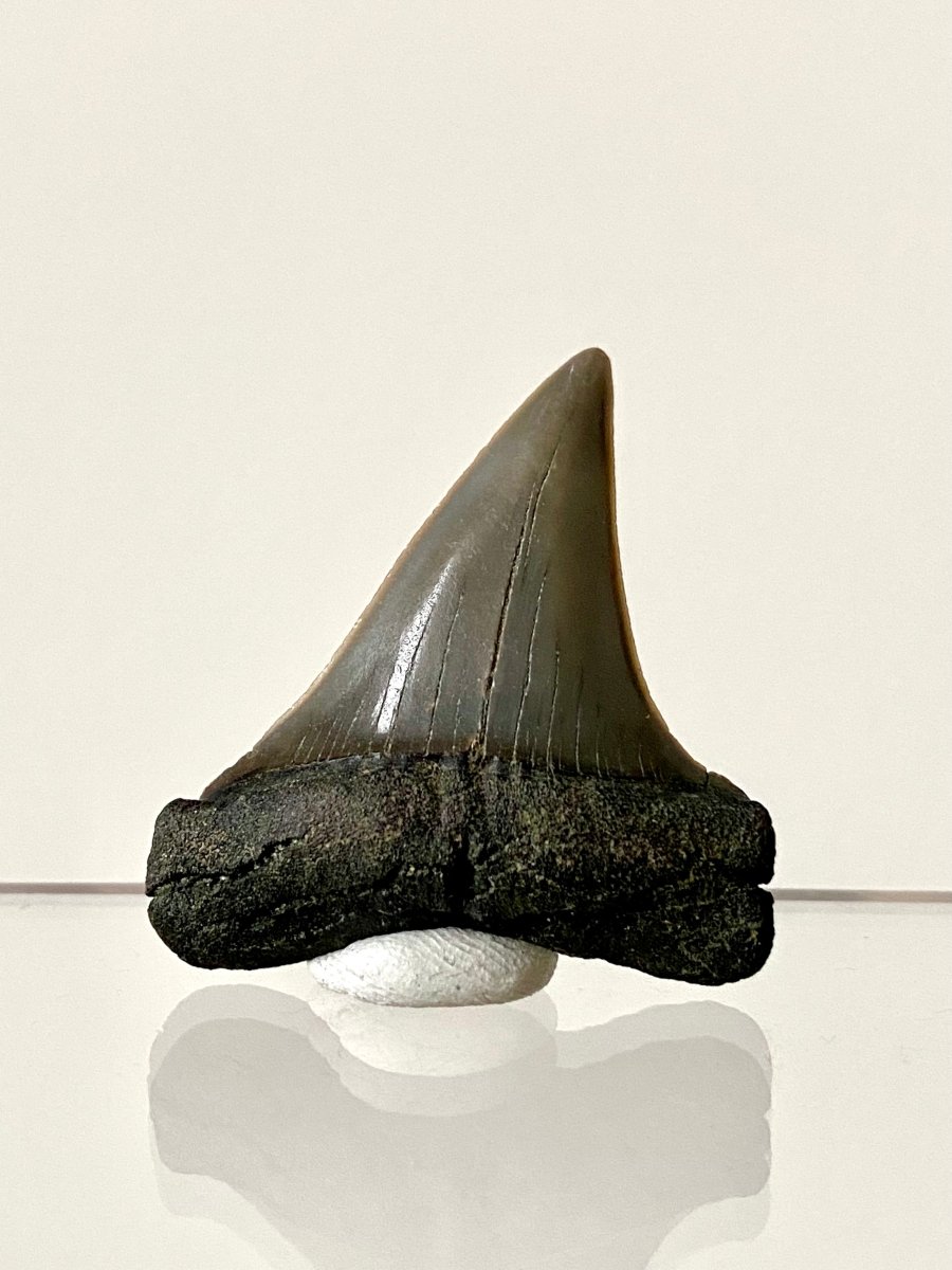 1.78" C. Hastalis fossil shark tooth - FossilsAndMore