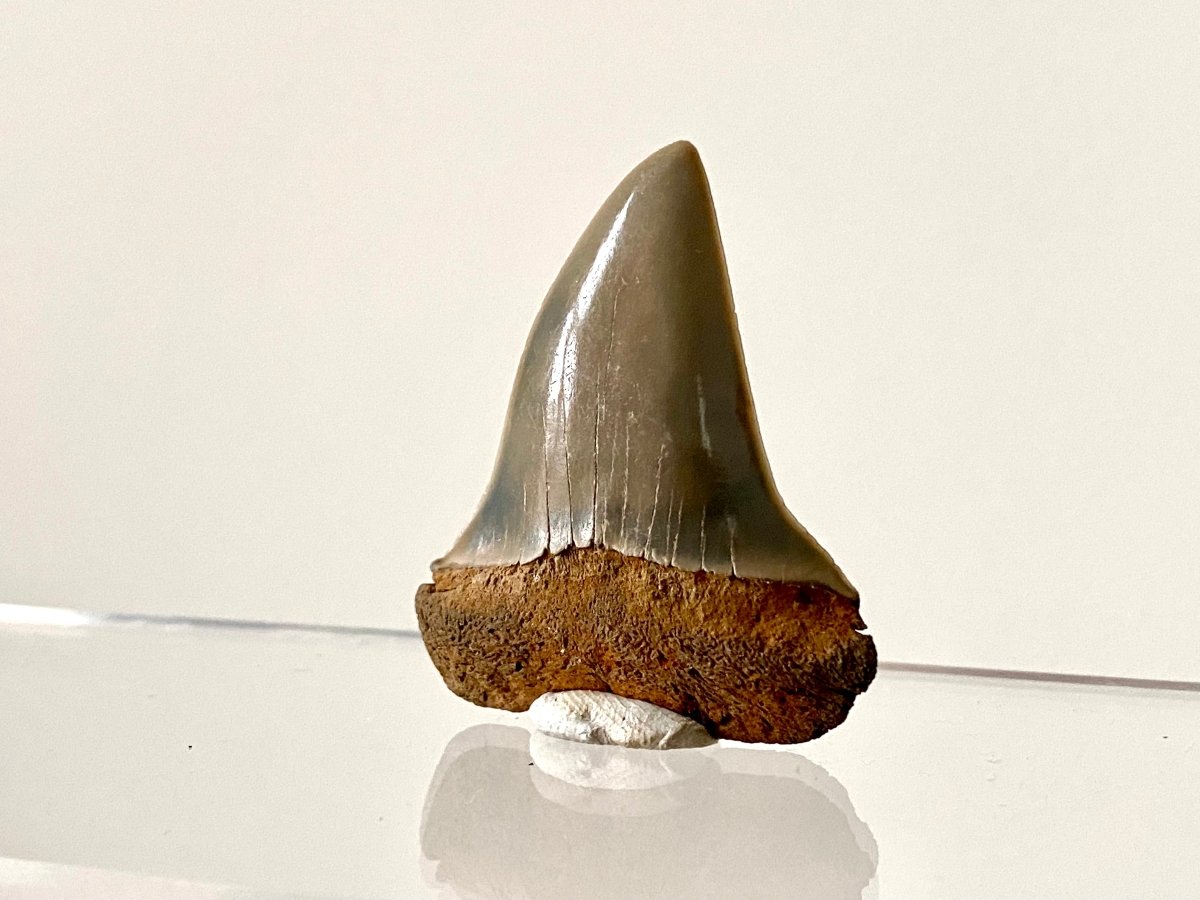 1.80" C. Hastalis fossil shark tooth - FossilsAndMore