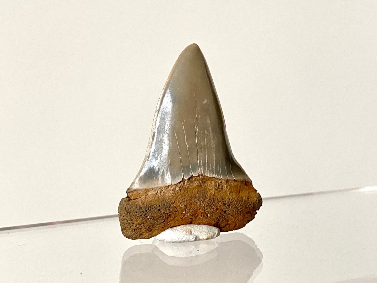 1.80" C. Hastalis fossil shark tooth - FossilsAndMore