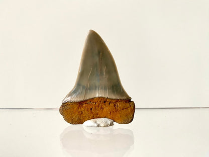 1.80" C. Hastalis fossil shark tooth - FossilsAndMore