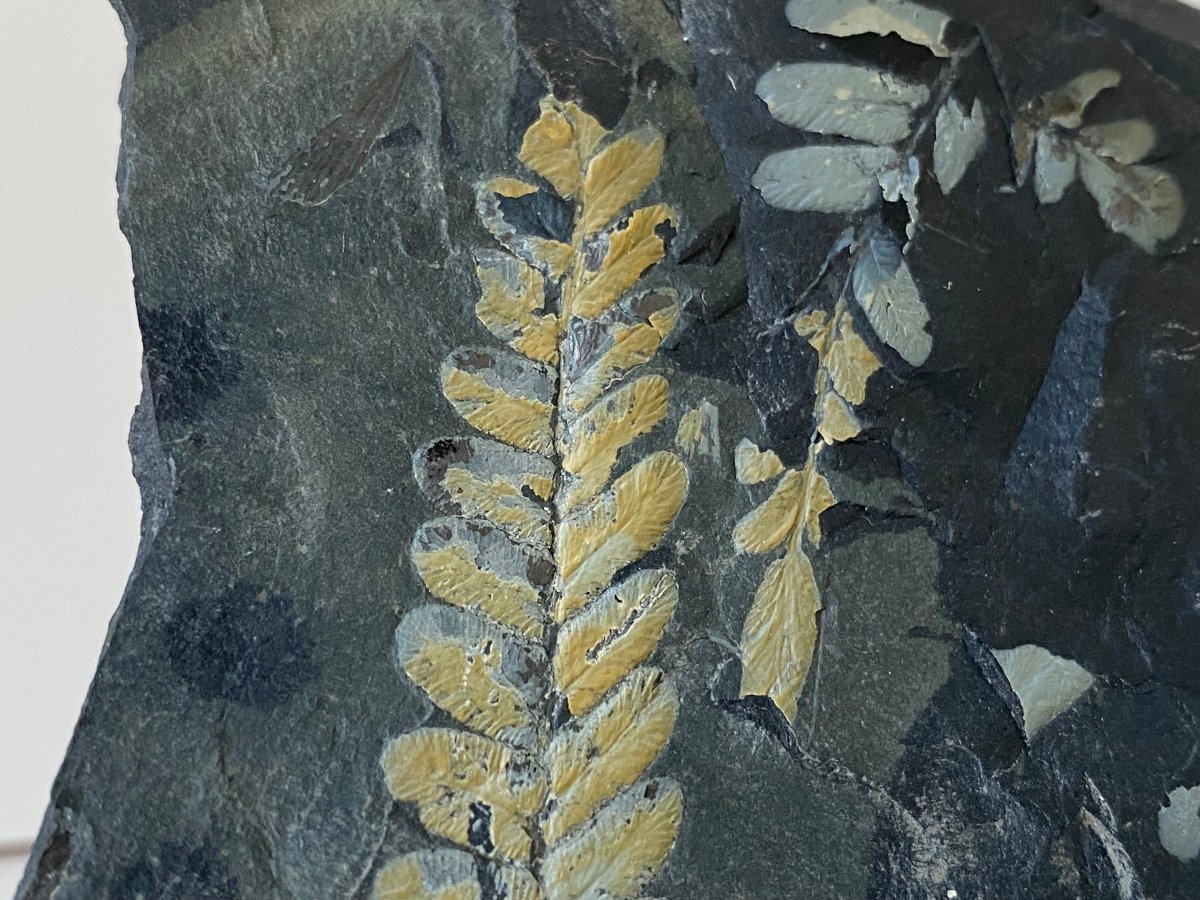 1.81" Neuropteris species plant fossil matrix, fossil fern (Carboniferous fossil) - FossilsAndMore