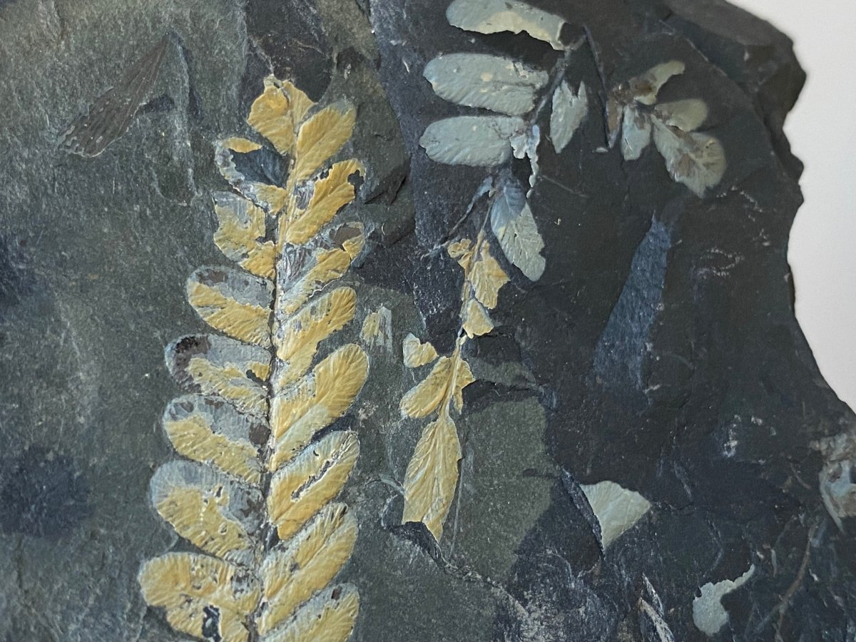 1.81" Neuropteris species plant fossil matrix, fossil fern (Carboniferous fossil) - FossilsAndMore