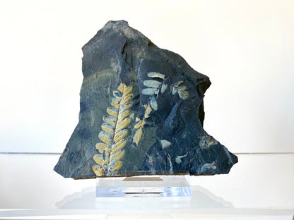 1.81" Neuropteris species plant fossil matrix, fossil fern (Carboniferous fossil) - FossilsAndMore