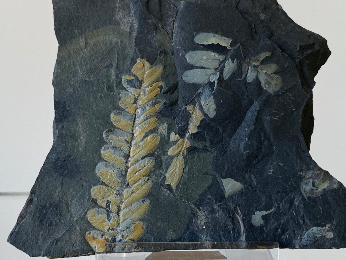 1.81" Neuropteris species plant fossil matrix, fossil fern (Carboniferous fossil) - FossilsAndMore