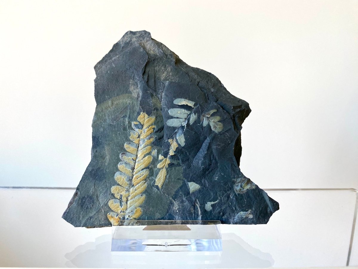 1.81" Neuropteris species plant fossil matrix, fossil fern (Carboniferous fossil) - FossilsAndMore