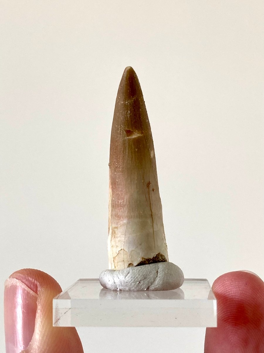 1.82" Plesiosaurus fossil tooth, Zarafasaurus Marine reptile - FossilsAndMore