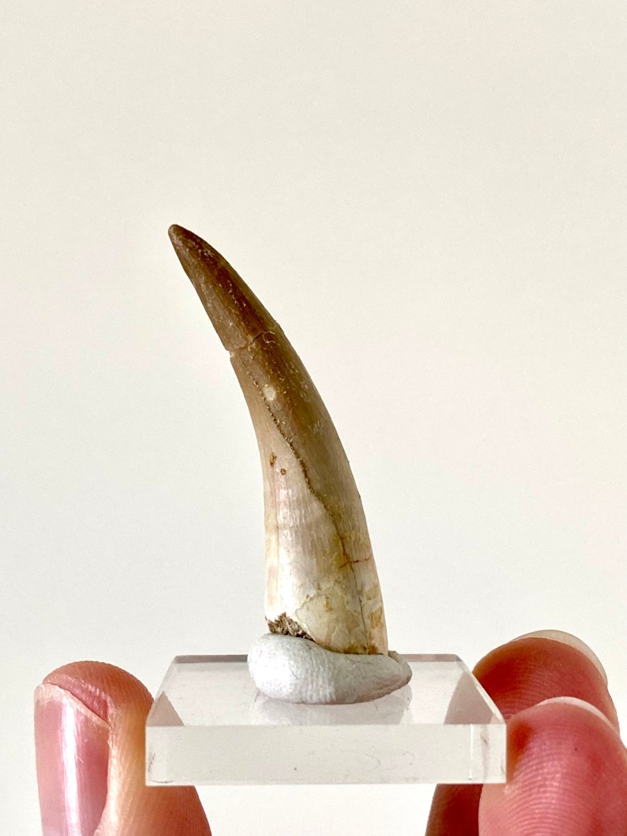 1.82" Plesiosaurus fossil tooth, Zarafasaurus Marine reptile - FossilsAndMore