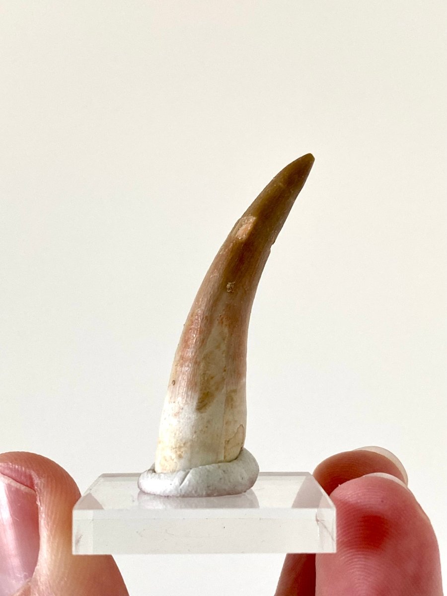 1.82" Plesiosaurus fossil tooth, Zarafasaurus Marine reptile - FossilsAndMore