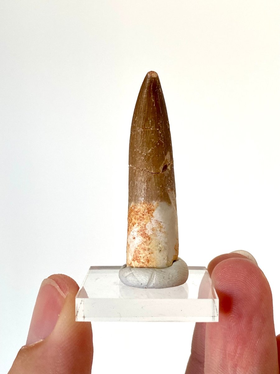 1.82" Plesiosaurus fossil tooth, Zarafasaurus Marine reptile - FossilsAndMore