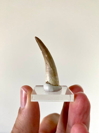 1.82" Plesiosaurus fossil tooth, Zarafasaurus Marine reptile - FossilsAndMore