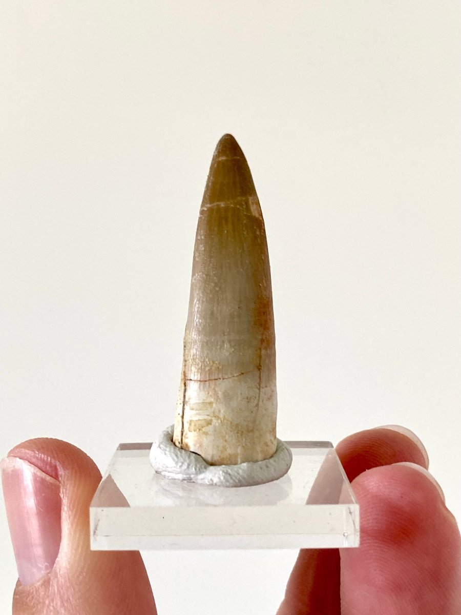 1.82" Plesiosaurus fossil tooth, Zarafasaurus Marine reptile - FossilsAndMore