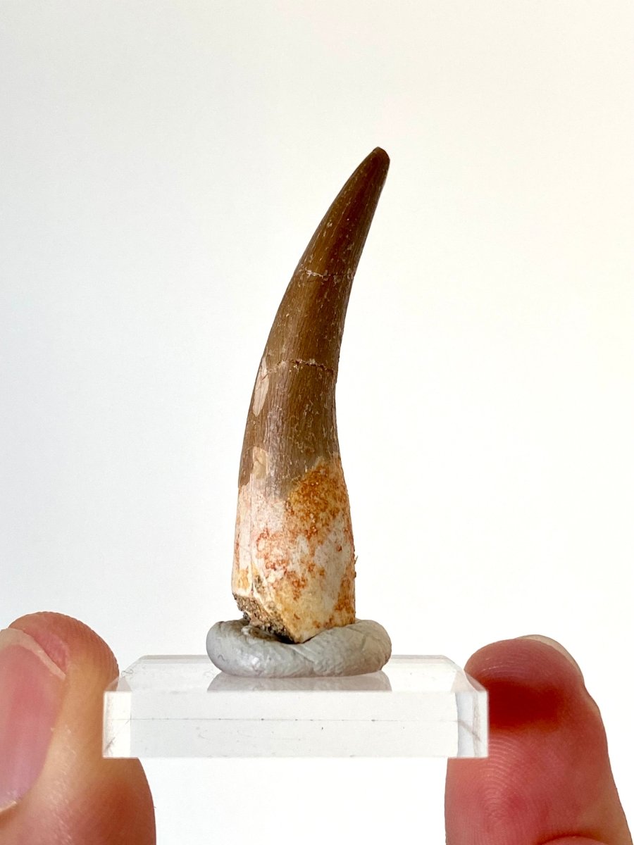 1.82" Plesiosaurus fossil tooth, Zarafasaurus Marine reptile - FossilsAndMore