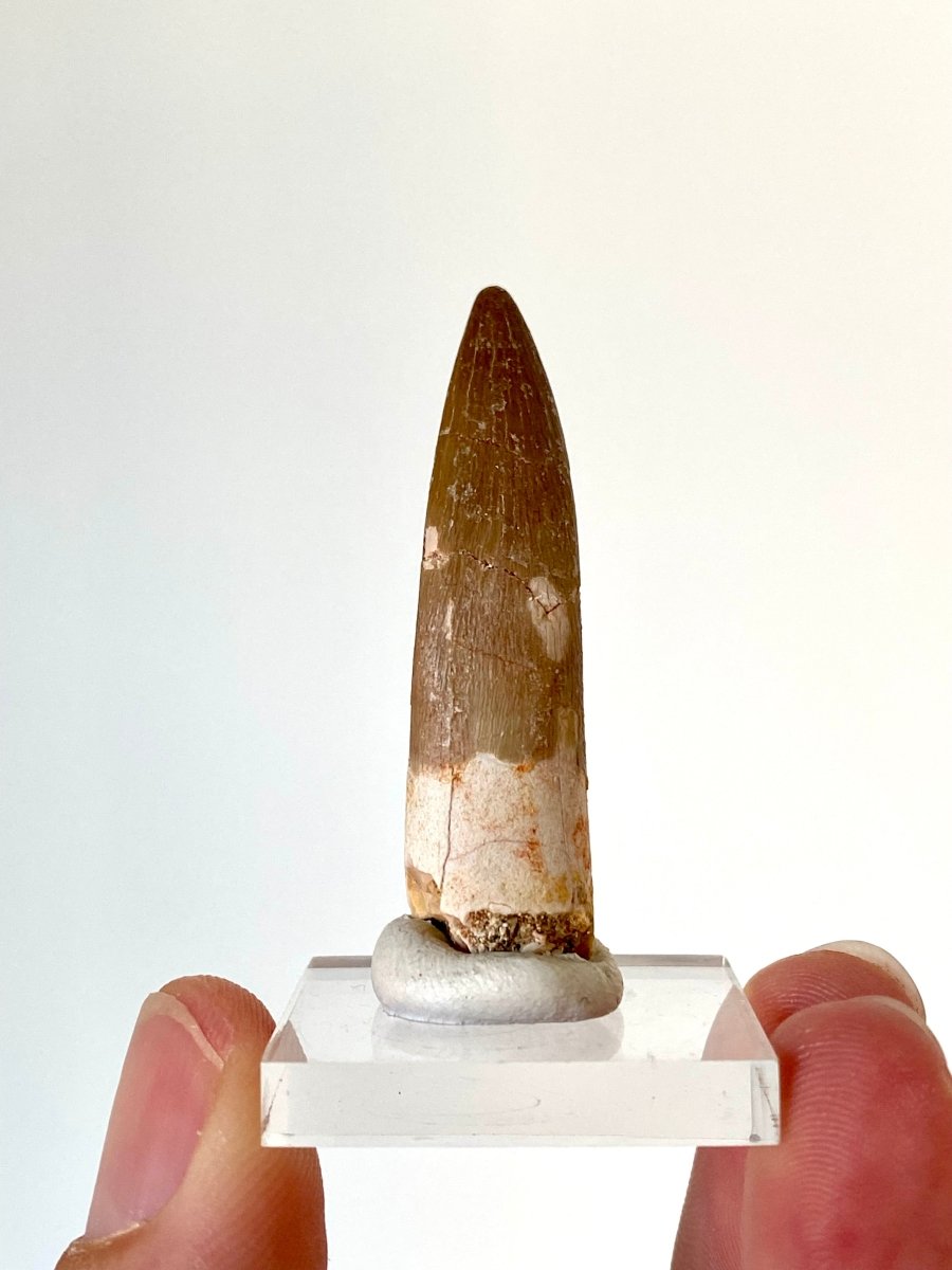 1.82" Plesiosaurus fossil tooth, Zarafasaurus Marine reptile - FossilsAndMore