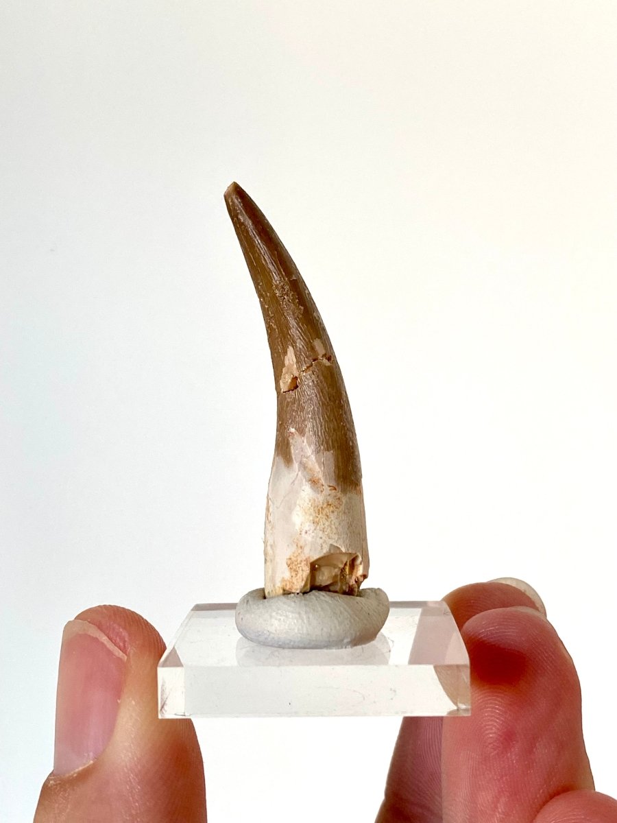 1.82" Plesiosaurus fossil tooth, Zarafasaurus Marine reptile - FossilsAndMore