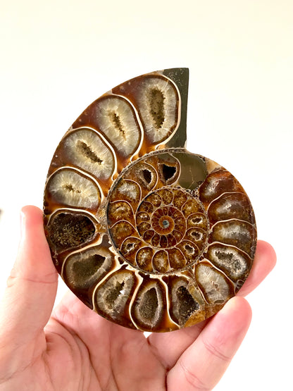 4.66" Ammonite Fossil, Cleoniceras species (2-sides, cut and polished)