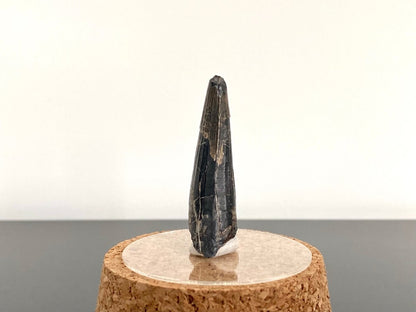 1.86" Suchomimus fossil tooth - real dinosaur tooth - FossilsAndMore