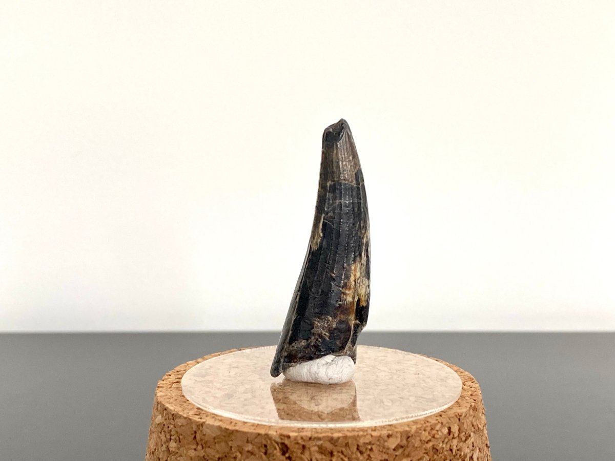 1.86" Suchomimus fossil tooth - real dinosaur tooth - FossilsAndMore