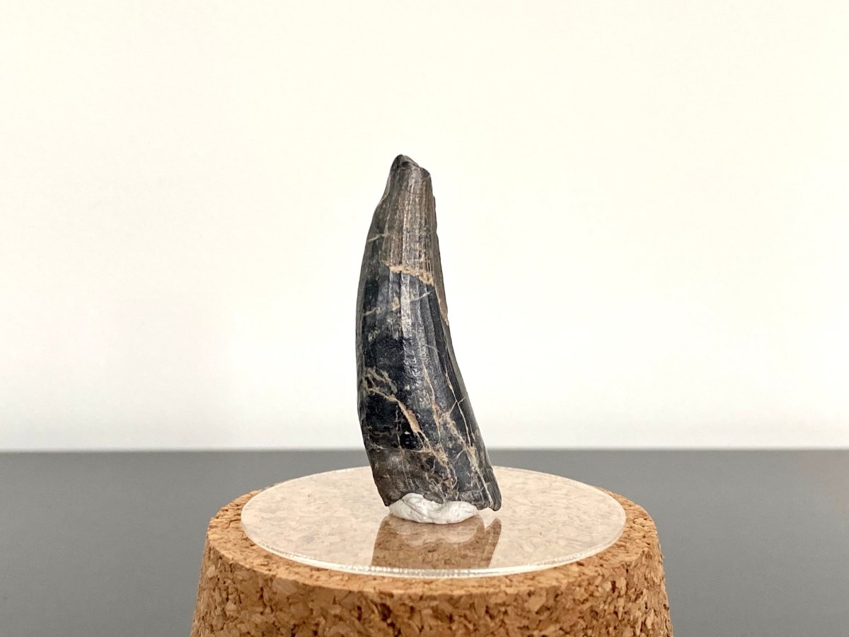 1.86" Suchomimus fossil tooth - real dinosaur tooth - FossilsAndMore