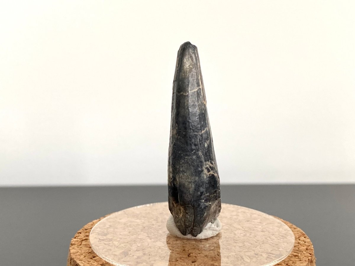 1.86" Suchomimus fossil tooth - real dinosaur tooth - FossilsAndMore