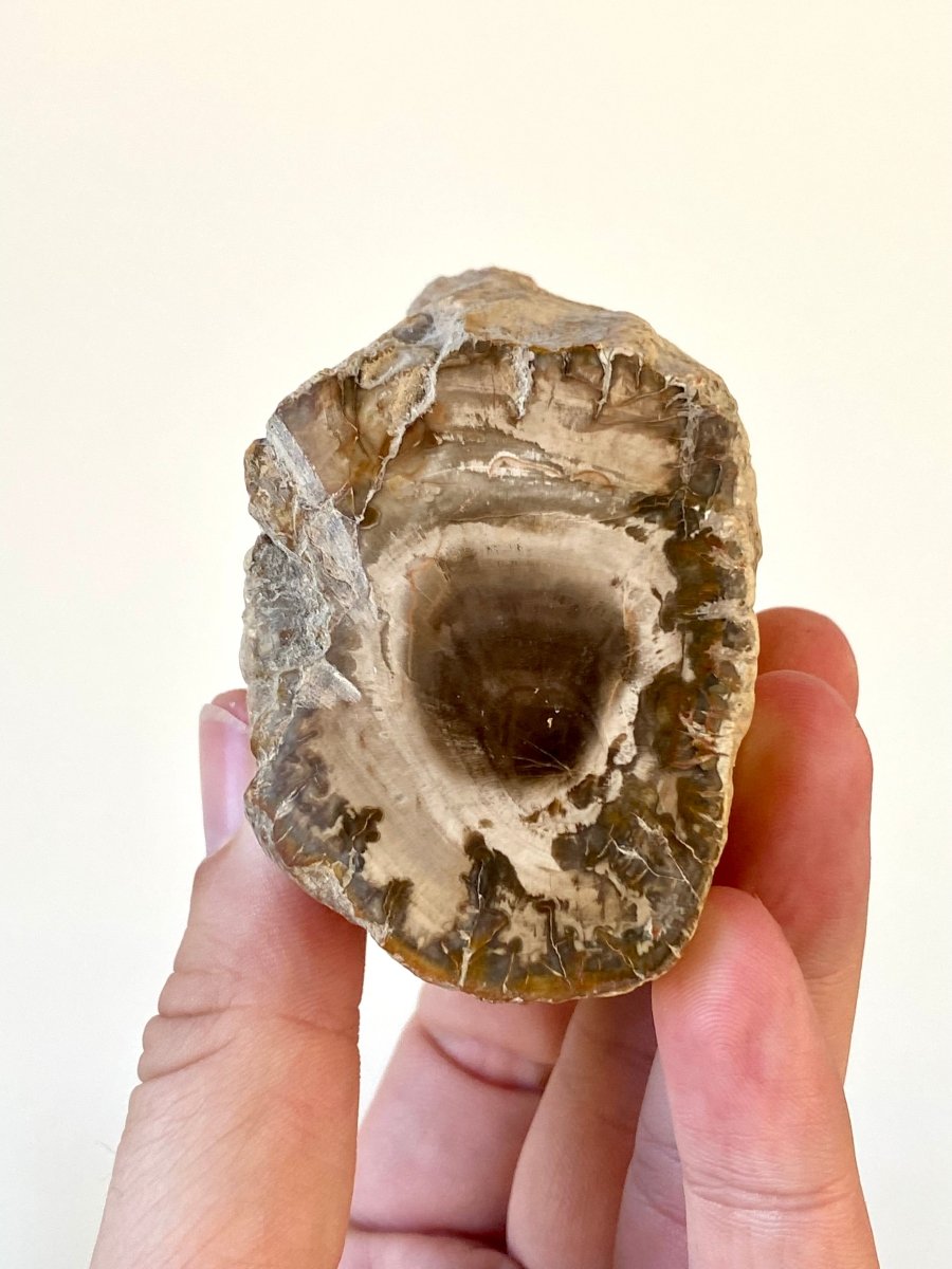 1.87" Petrified wood from Madagascar - FossilsAndMore