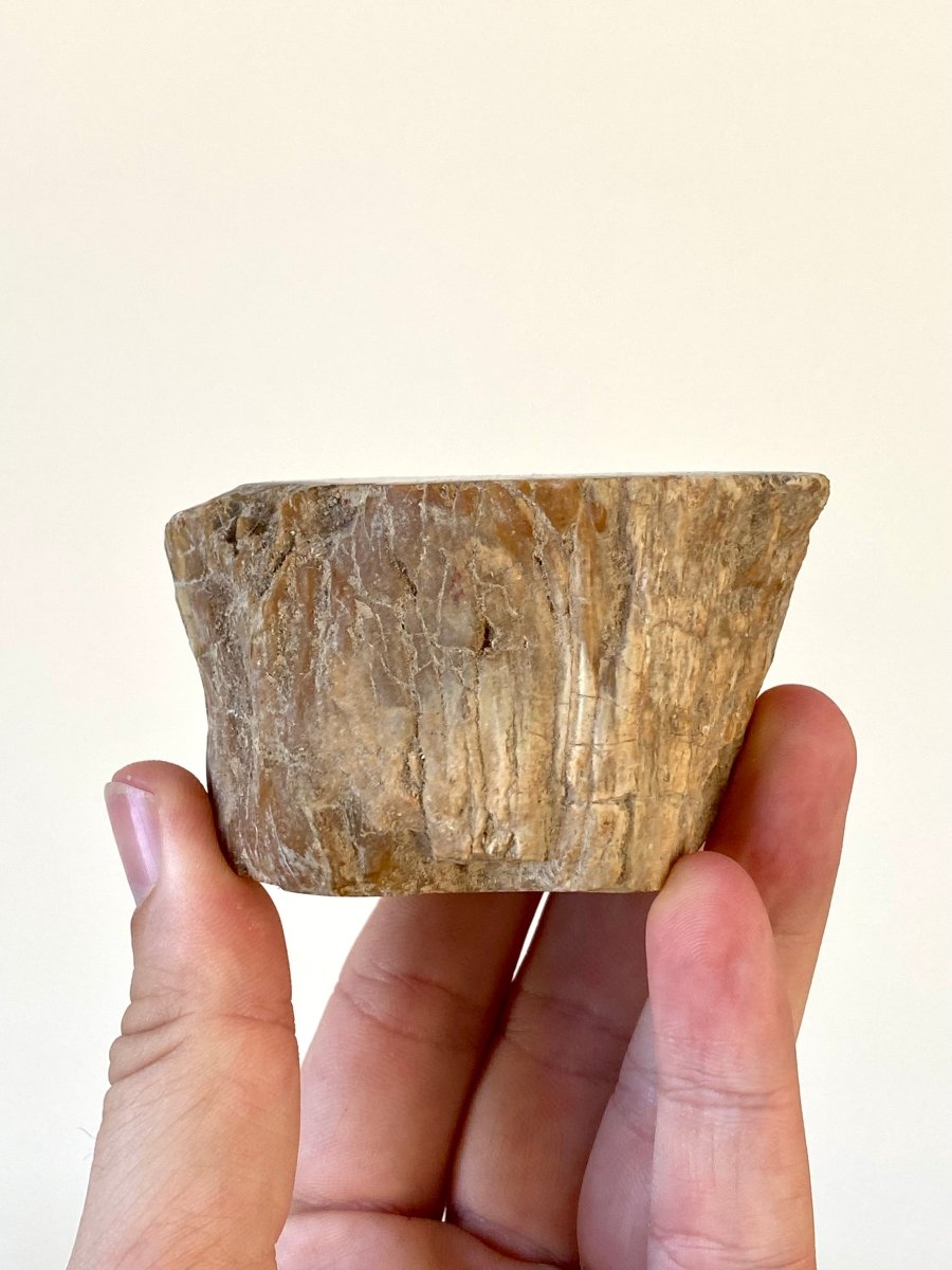 1.87" Petrified wood from Madagascar - FossilsAndMore