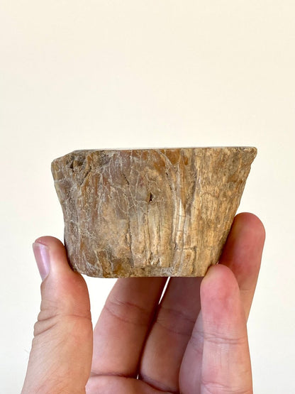 1.87" Petrified wood from Madagascar - FossilsAndMore