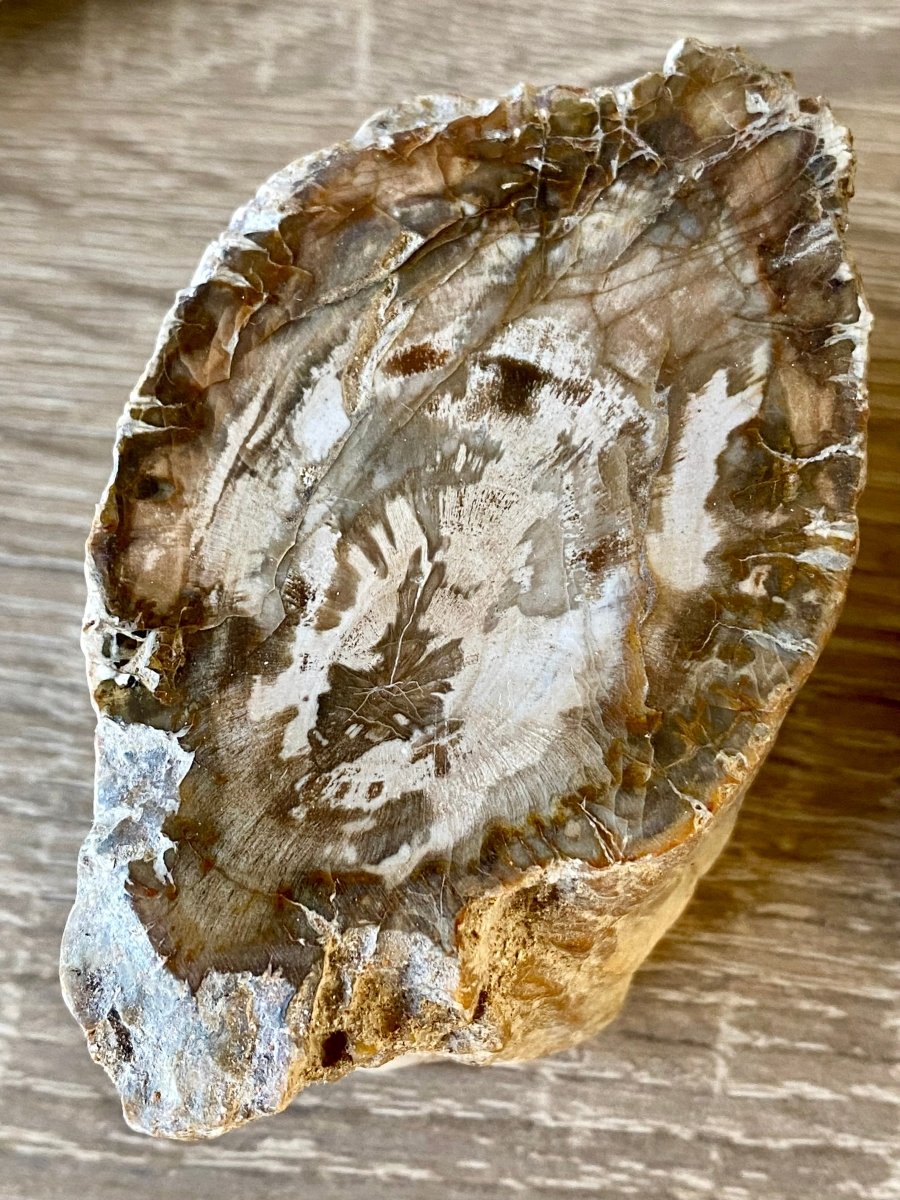 1.87" Petrified wood from Madagascar - FossilsAndMore