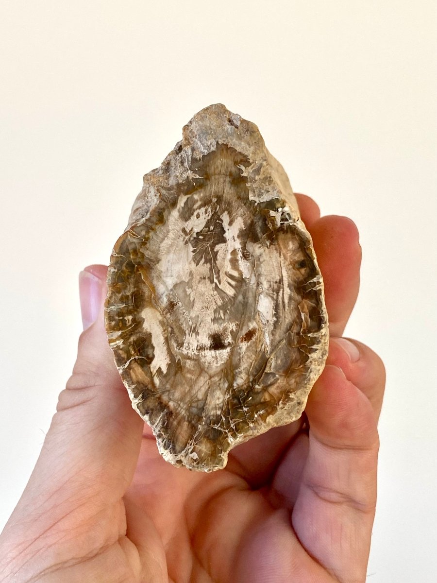 1.87" Petrified wood from Madagascar - FossilsAndMore