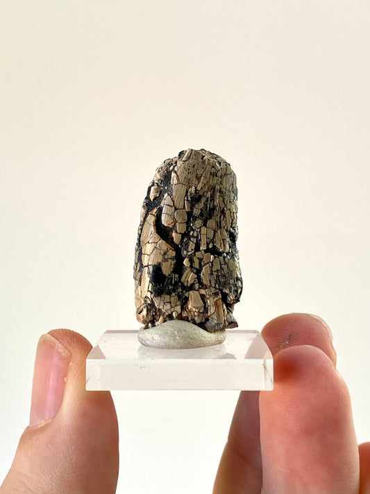 Rare Dinosaur tooth - Afrovenator abakensis, Megalosaurid