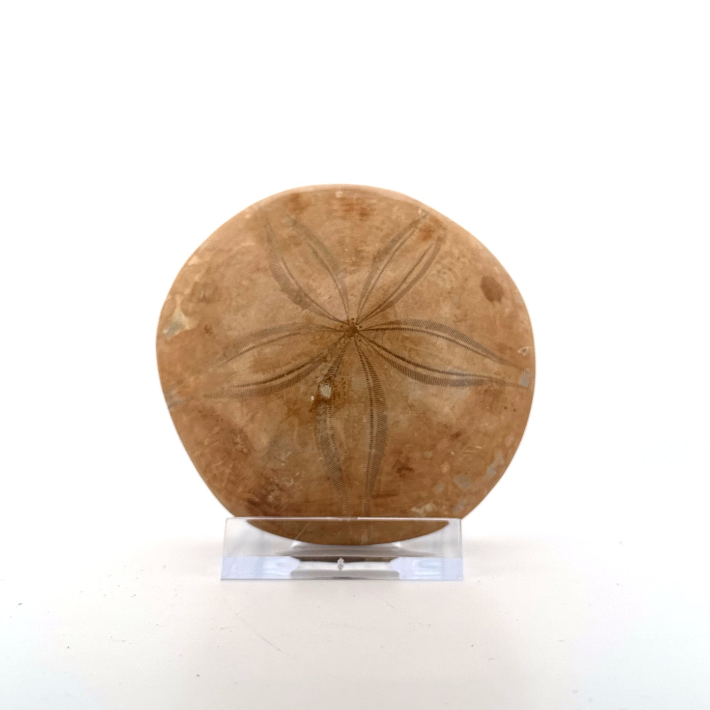 Pygurus Marmonti, sea urchin from Jurassic, Madagascar (2.81")