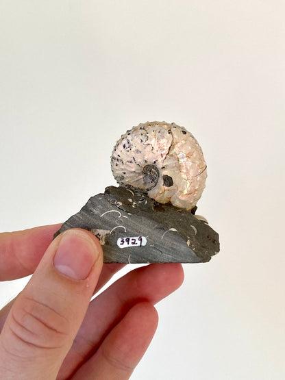 1.90" Discoscaphites conradi Ammonite from Fox Hills Formation - FossilsAndMore