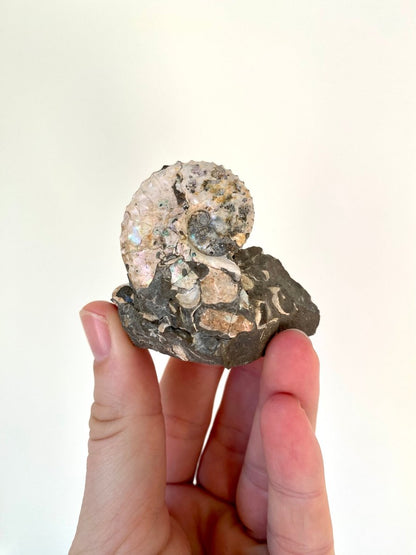 1.90" Discoscaphites conradi Ammonite from Fox Hills Formation - FossilsAndMore