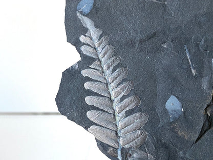 1.90" Neuropteris species plant fossil matrix, fossil fern (Carboniferous fossil) - FossilsAndMore