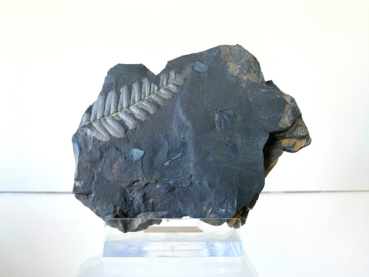 1.90" Neuropteris species plant fossil matrix, fossil fern (Carboniferous fossil) - FossilsAndMore