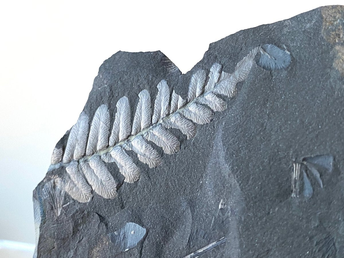 1.90" Neuropteris species plant fossil matrix, fossil fern (Carboniferous fossil) - FossilsAndMore