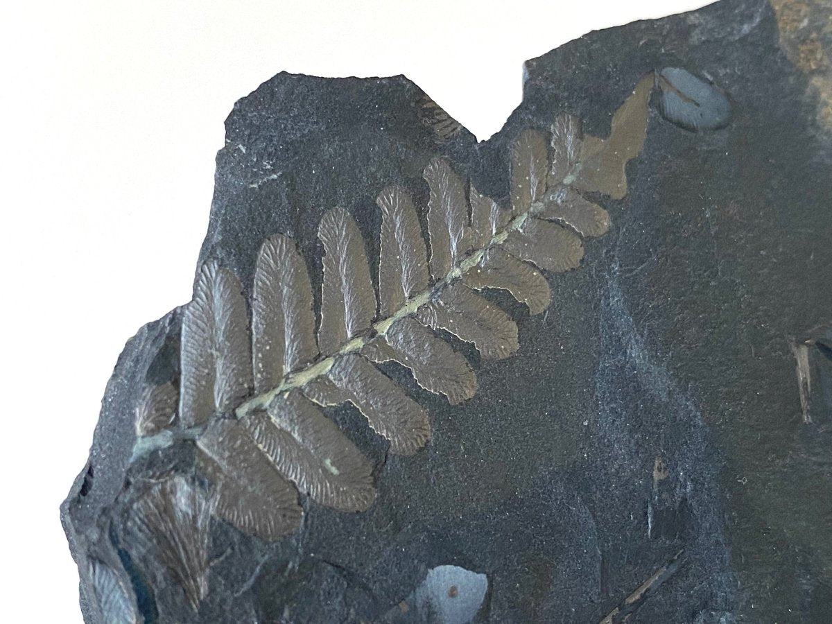 1.90" Neuropteris species plant fossil matrix, fossil fern (Carboniferous fossil) - FossilsAndMore