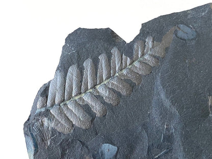 1.90" Neuropteris species plant fossil matrix, fossil fern (Carboniferous fossil) - FossilsAndMore