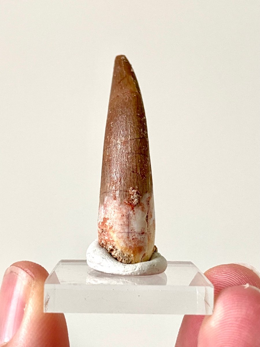 1.91" Plesiosaurus fossil tooth, Zarafasaurus Marine reptile - FossilsAndMore