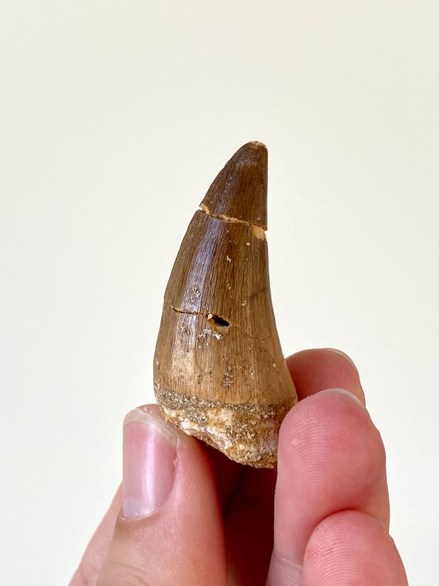 1.93" Mosasaurus species fossil tooth - FossilsAndMore