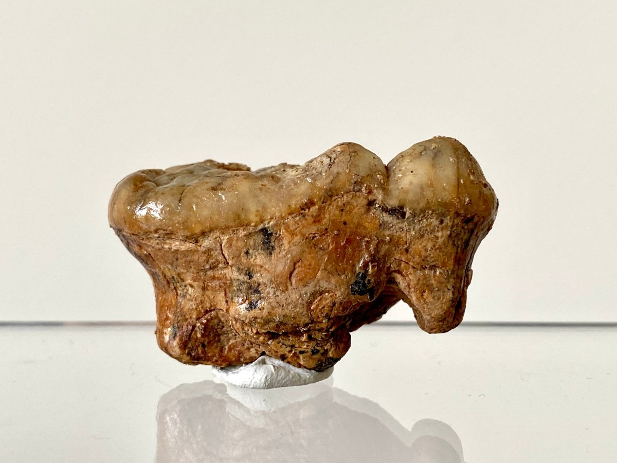 1.94" Cave Bear Molar from Rumania, Ursus Spelaeus fossil - FossilsAndMore