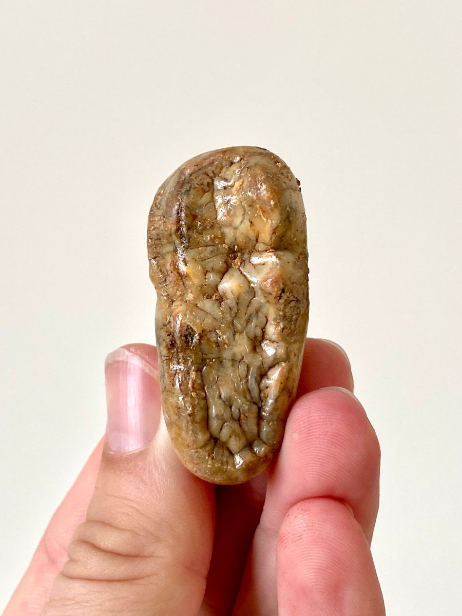 1.94" Cave Bear Molar from Rumania, Ursus Spelaeus fossil - FossilsAndMore