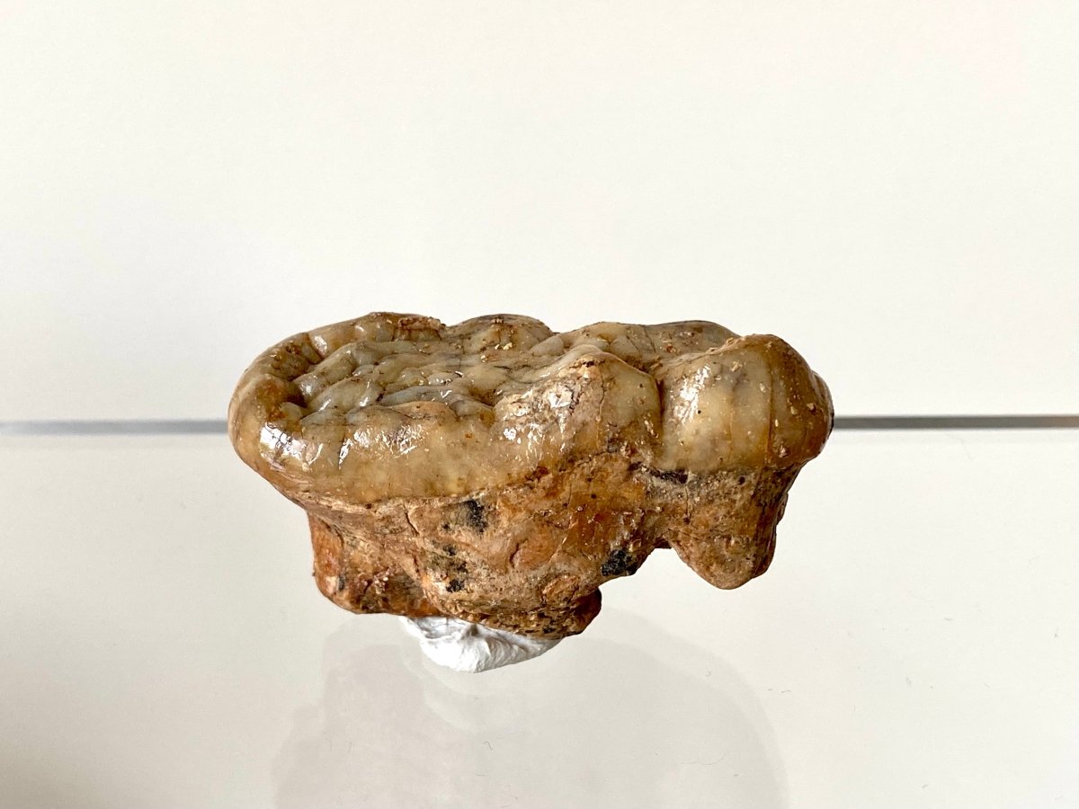 1.94" Cave Bear Molar from Rumania, Ursus Spelaeus fossil - FossilsAndMore