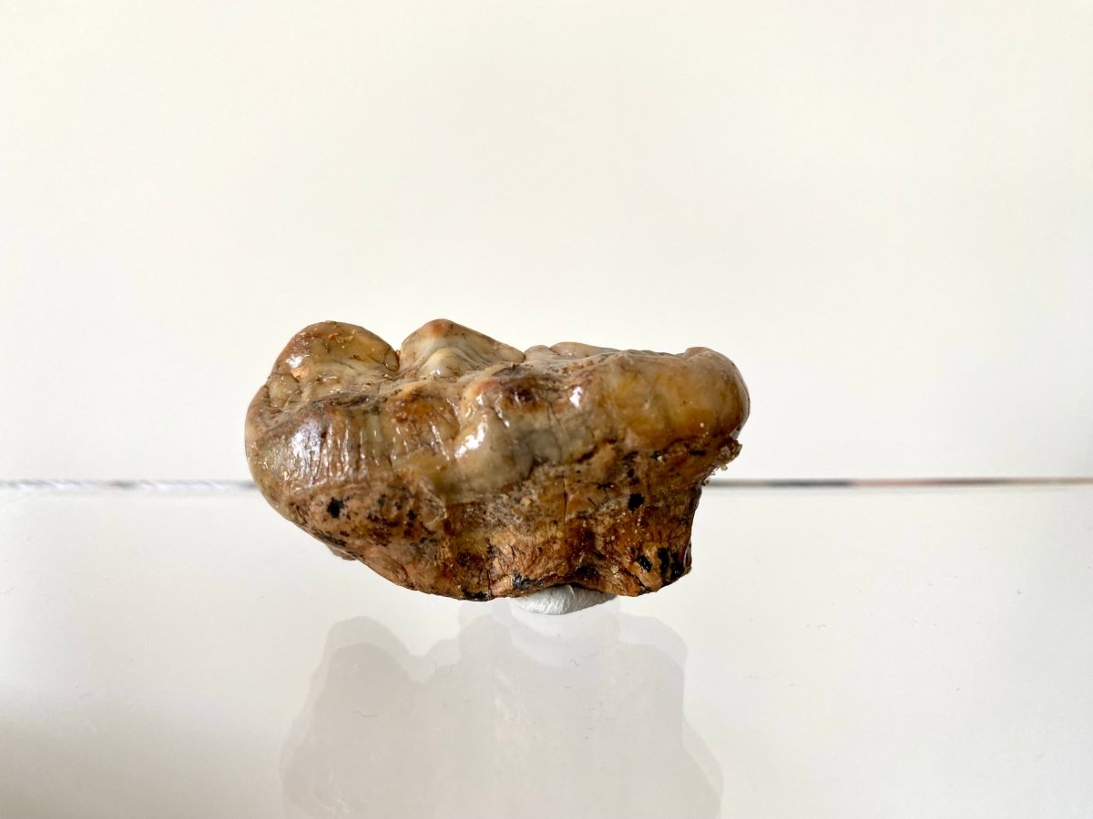 1.94" Cave Bear Molar from Rumania, Ursus Spelaeus fossil - FossilsAndMore