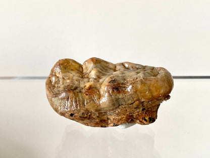 1.94" Cave Bear Molar from Rumania, Ursus Spelaeus fossil - FossilsAndMore