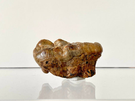 1.94" Cave Bear Molar from Rumania, Ursus Spelaeus fossil - FossilsAndMore