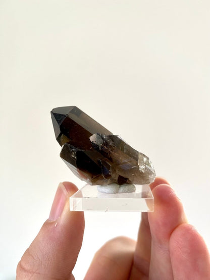 1.95" Smoky Quartz crystal from Brazil - FossilsAndMore