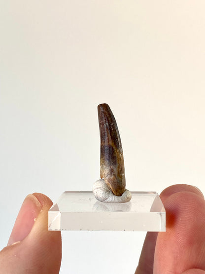 Suchomimus fossil dinosaur tooth (2.8cm)